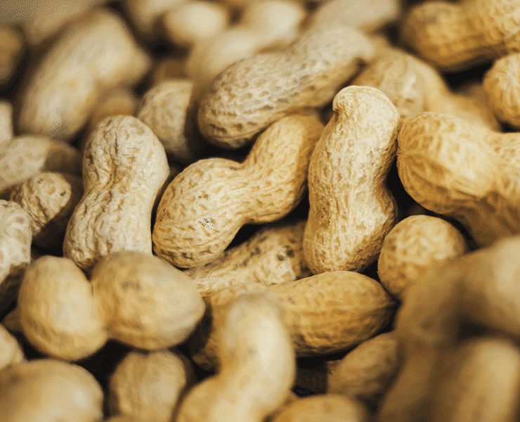 La cacahuète – «noix» de terre